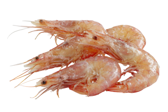 Raw shrimp with long antennae and segmented bodies, a healthy meal
