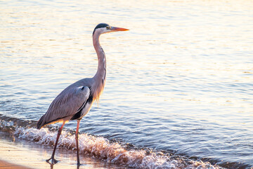 A heron hunting in the sea. Grey heron on the hunt