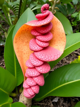 Costus afer Spiral Gingeris a perennial, rhizomatous herb Africa