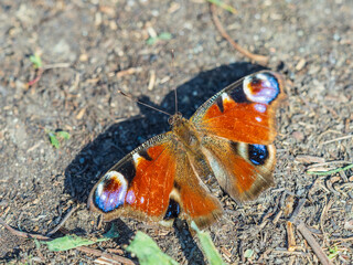 Peacock butterfly on the ground among the grass