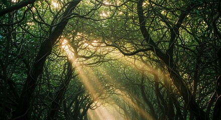 Sunbeams filter through lush green forest canopy creating a magical atmosphere.
