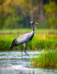 Obraz premium A tall, elegant bird with a grey body, black and white neck and head, and red patch, walks through water near lush green reeds