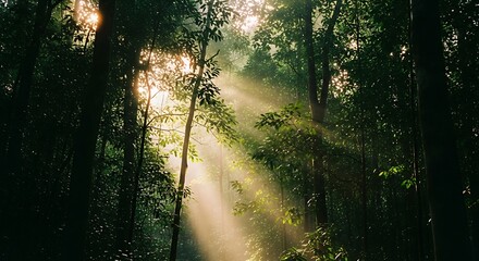 Sunlight beams through lush green forest canopy creating a mystical atmosphere.