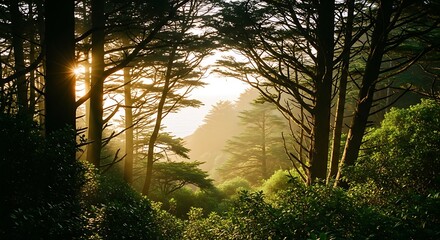 Sunlight filtering through a dense forest canopy creating a magical atmosphere.