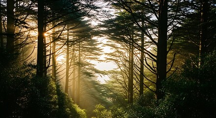 Sunlight filtering through a dense forest canopy creating a serene and mystical atmosphere.