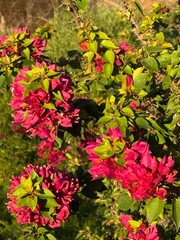 red and yellow flowers