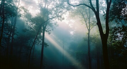 Sunlight piercing through the misty forest canopy, creating ethereal light rays.