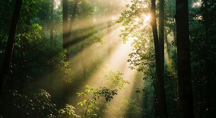 Sunlight streaming through a lush green forest canopy.