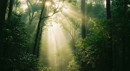 Sunlight Streaming Through Lush Green Forest Canopy.