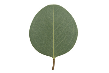 Single eucalyptus leaf on a transparent background, showcasing fresh green botanical details and natural texture