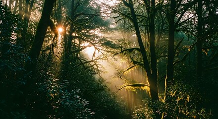 Sunlight filtering through dense forest trees creating a mystical and serene natural landscape.