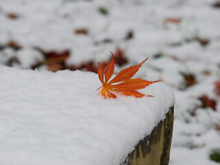 秋の名残、冬の兆し
