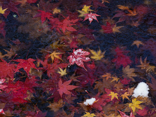 水面に浮かぶ季節
