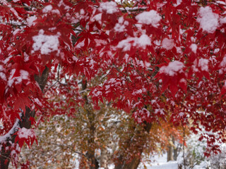 秋の名残、雪に包まれて