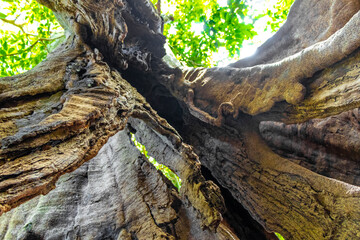 Huge tropical ficus tree gigantic roots and branches Amazonas Brazil.