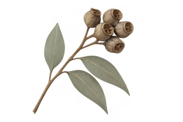 Eucalyptus branch with dried gumnuts and leaves on a transparent background, symbolizing nature and botanical elements