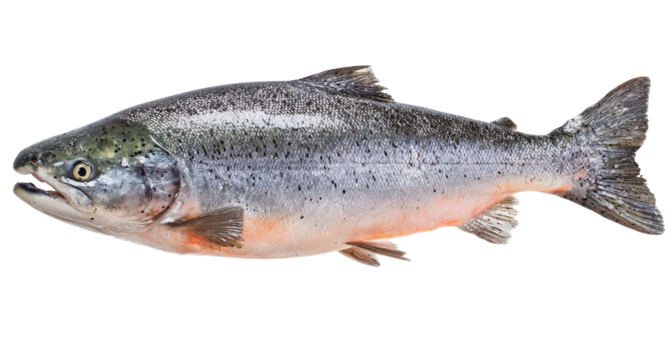 A whole, fresh salmon with pinkish belly and silver scales