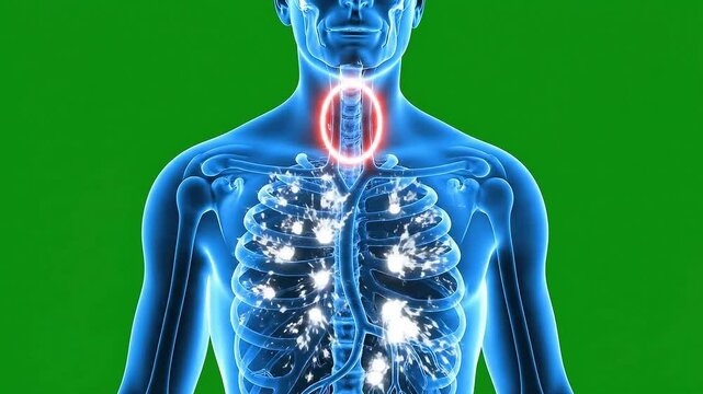 3D Medical Animation Visualization of Human Thyroid Gland Anatomy with Red Highlight on Green Screen Chroma Key Background Ready for VFX Compositing
