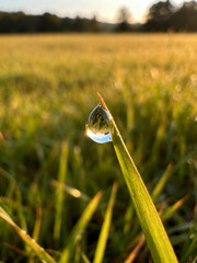Soft Realistic Dew on Sunlit Meadow Grass