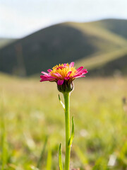 Wildflower Sprouting in Bright Open Field