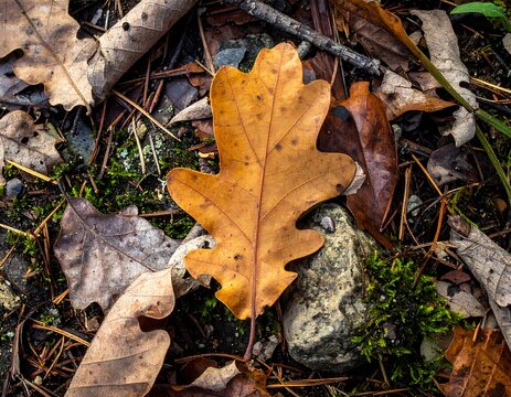 Close-up of fallen oak leaf amidst moss and forest debris