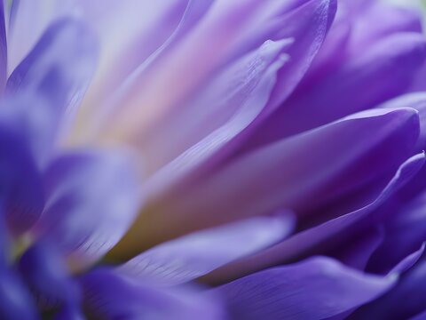Close up abstract macro of vibrant purple flower petals - Powered by Adobe