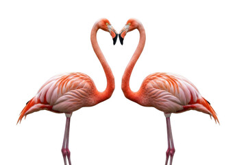 Two pink flamingos making a heart shape with necks, tropical birds, wildlife photography, love, valentine's day isolated on transparent background
