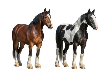 Fototapeta premium Two beautiful horses, brown and black and white, standing side by side, stock photo, equine photography, isolated on transparent background