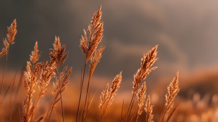 Amber reeds glowing in afternoon sunlight sharp in foreground stalks haze creates atmospheric depth shadows layered naturally balanced