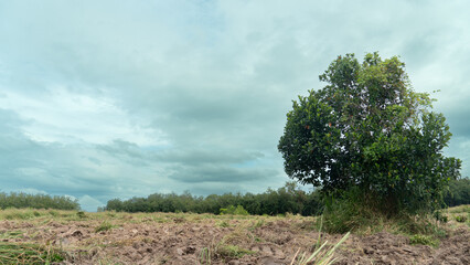 Obraz premium Agricultural soil conditioners. Overcast Sky Above a Fallow Field and Dense Forest.