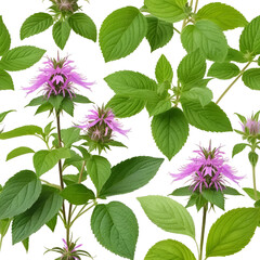 Monarda citriodora. Common names include lemon beebalm, lemon mint and purple horsemint. Isolated on white.