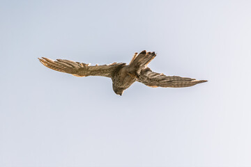 Common kestrel, Falco tinnunculus, hovered in the air in search of prey