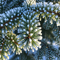 Close up of pine tree branch coated in frost and ice crystals in winter season