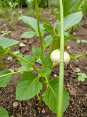 Vegetable, grafting fields from hybrid seeds, India