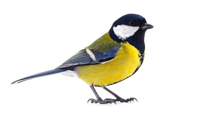 Obraz premium A vibrant bird, predominantly yellow, black, and white, stands in profile on a clean white background. Its plumage is intricate