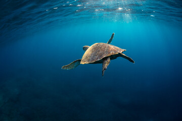 Close-up rear view of a beautiful green sea turtle swimming the crystal clear blue waters of a...