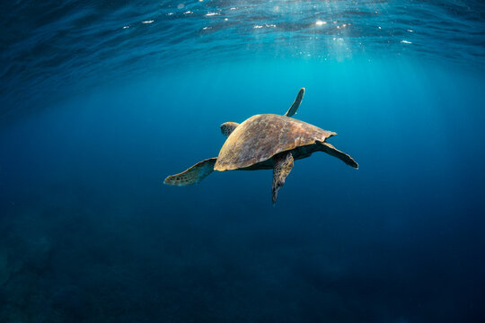 Close-up rear view of a beautiful green sea turtle swimming the crystal clear blue waters of a tropical pacific island reef lagoon. Lady Elliot Island, Southern Great Barrier Reef, QLD, Australia.