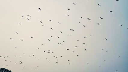 Birds in coordinated flight trace a gentle path across glowing clouds, their united movement showcasing the harmony and rhythm of nature’s migration cycle