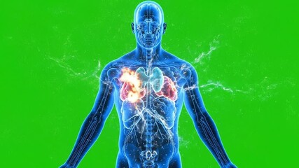 Medical Animation Visualization of Human Lungs and Circulatory System on Green Screen Background for VFX Compositing - Powered by Adobe