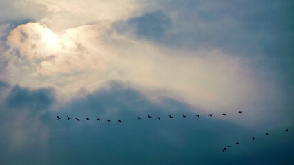 A serene flock of birds soars in perfect formation across the glowing sky, their silhouettes drifting gracefully through soft, diffused clouds on a long migratory journey