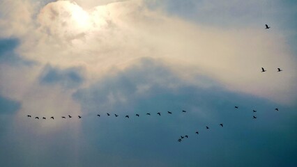 A serene flock of birds soars in perfect formation across the glowing sky, their silhouettes drifting gracefully through soft, diffused clouds on a long migratory journey