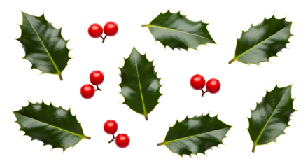 Vibrant holly leaves and bright red berries bring festive holiday cheer and natural beauty to any seasonal design project.
