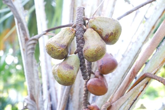 Fruits of Hyphaene coriacea &ndash; African Fan Palm with Ripening Fruit