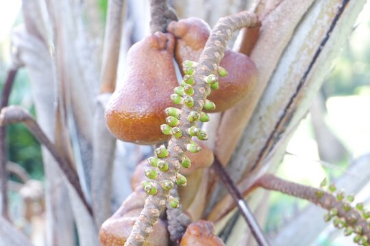 Cluster of Raw African Fan Palm Fruits &ndash; Hyphaene coriacea on Tree