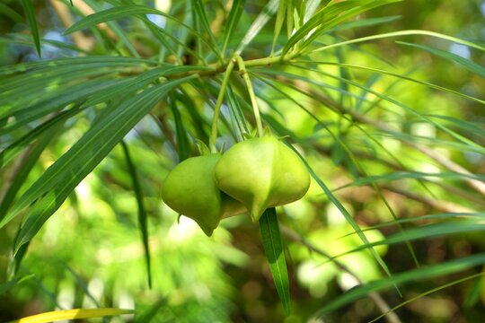 Unripe Green Fruit of Yellow Oleander Hanging on Branch