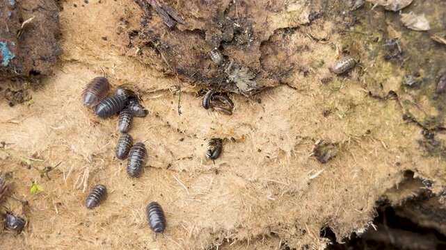 Pillbugs Foraging on Decaying Wood in Natural Habitat