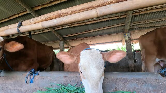 Central Java, Indonesia &ndash; November 10st 2025: Traditional Central Java Cow Barn in Morning Light