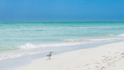 Beautiful seascape. The waves of the calm aquamarine ocean roll towards the shore. A seabird walks on a sandy beach. Clear blue sky. Cuba. Varadero.