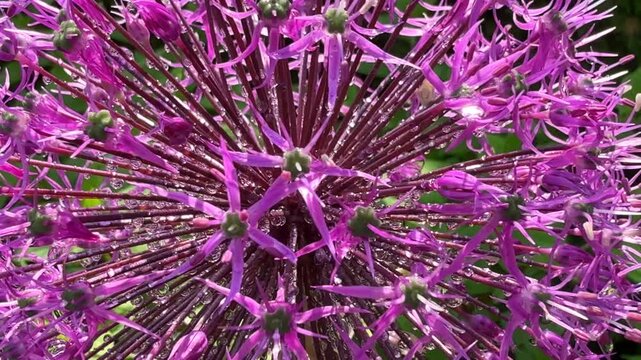 Stunning purple Allium Globemaster flower head, covered in dewdrops, stands out against a deep green blurred background, showcasing its spiky, star like texture.