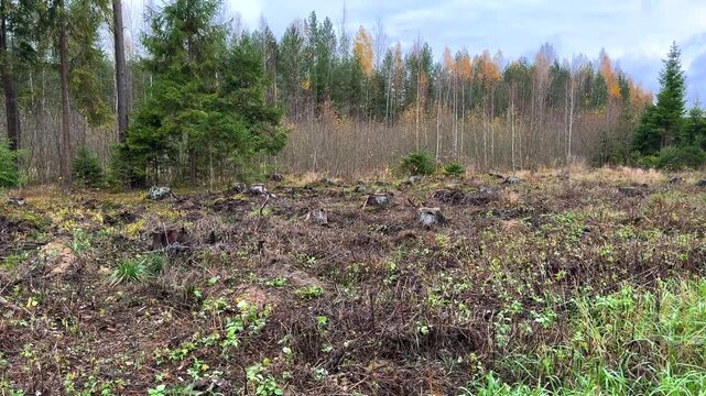 A large clear-cut area with numerous tree stumps in the foreground, bordering a mixed forest in late autumn with yellowing deciduous trees. Represents forestry, deforestation, and regeneration.